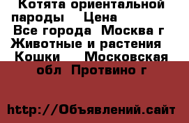 Котята ориентальной пароды  › Цена ­ 12 000 - Все города, Москва г. Животные и растения » Кошки   . Московская обл.,Протвино г.